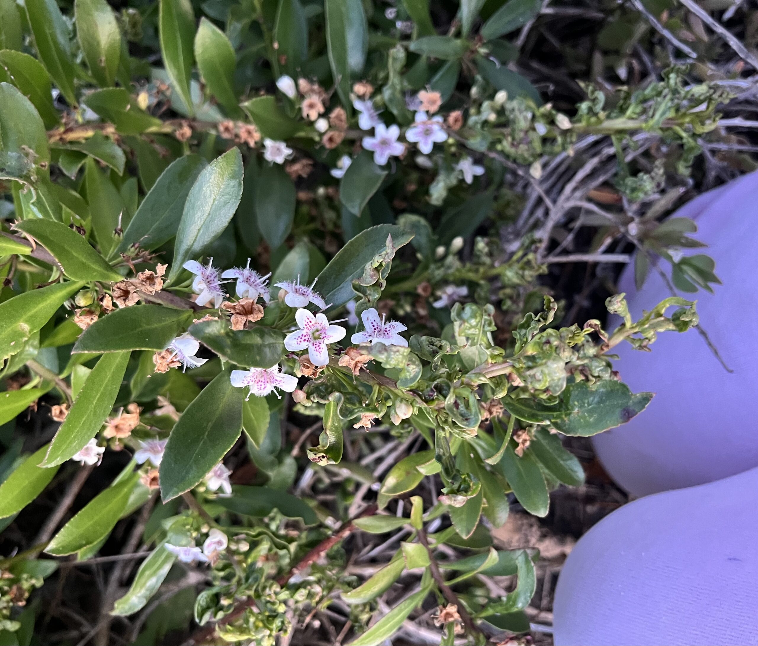 Flowers I Saw This Week